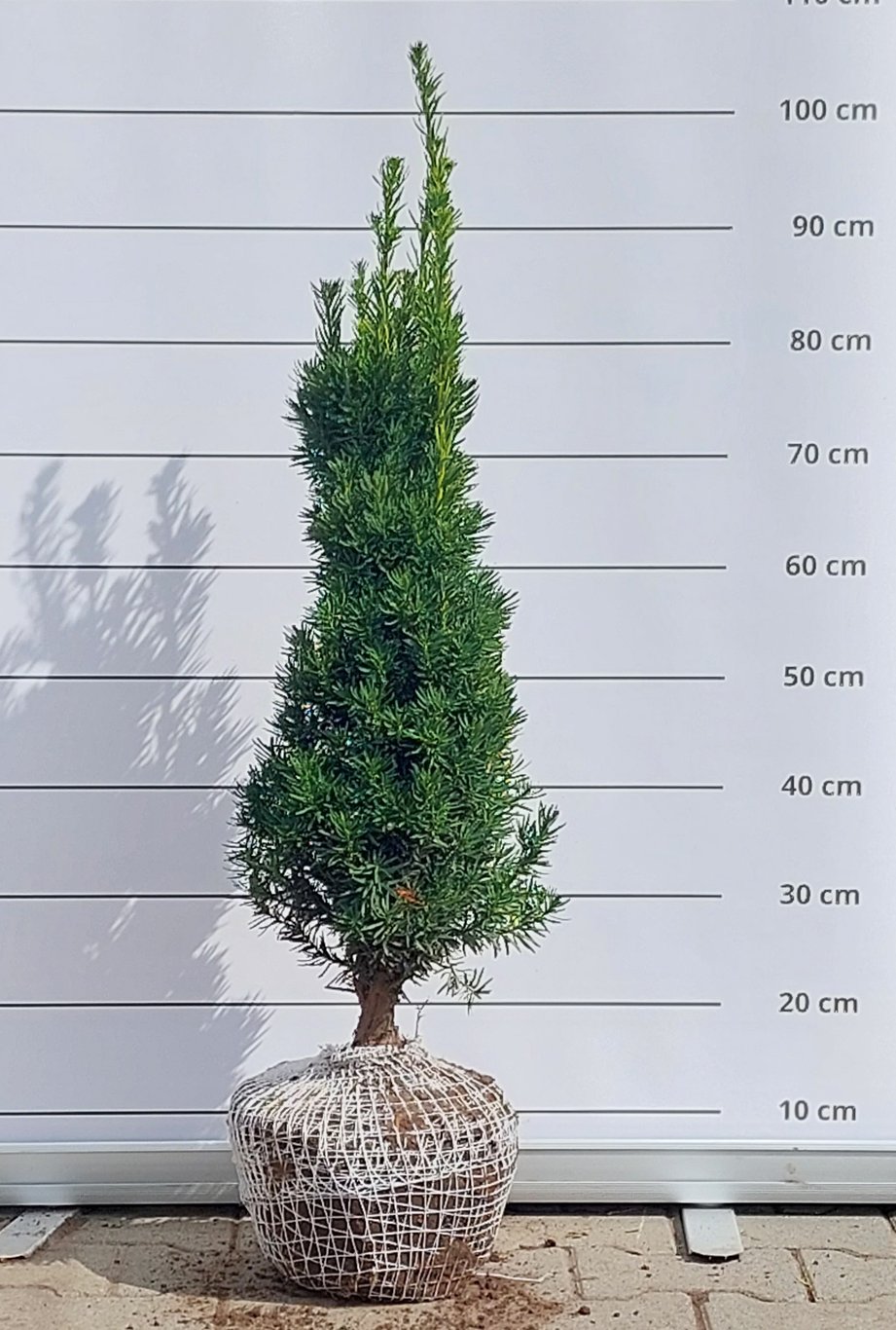 Taxus media 'Viridis' - 60-70 CM RB